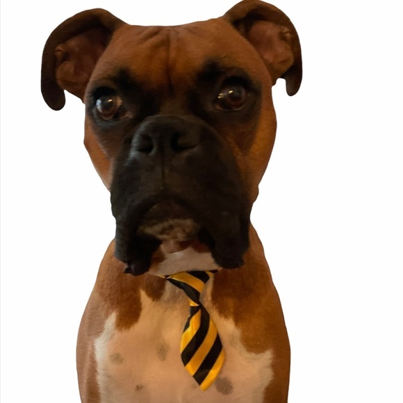 Adjusting Dog Neck Tie Collar - Picture 2 of 7